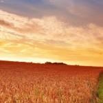 Zomer-Platteland-Landschap